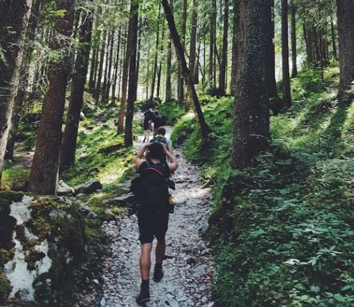 People hiking through forest